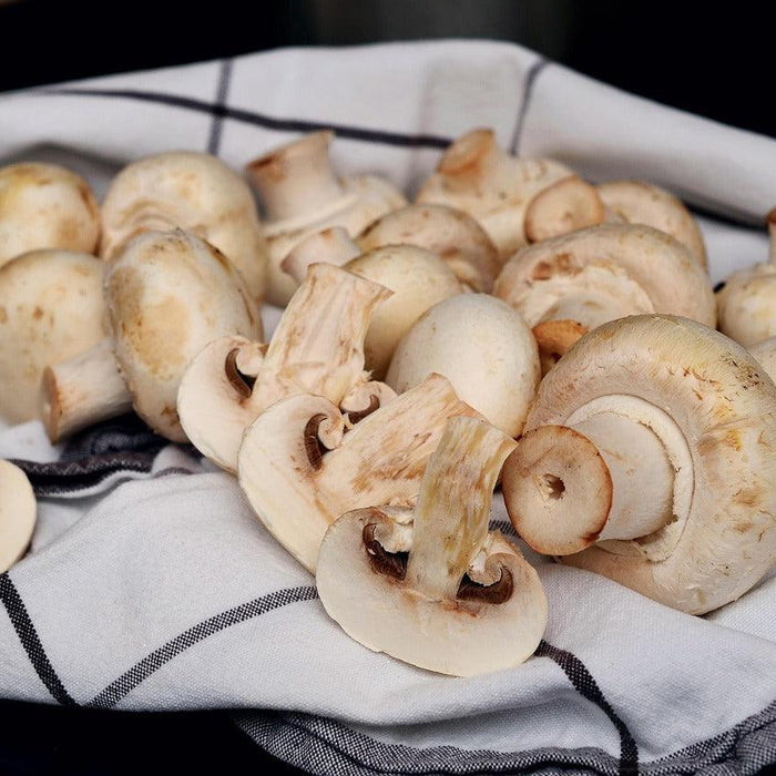 Magic Mushrooms: What are they, History, Forms, and Medical Benefits-MJ Wholesale