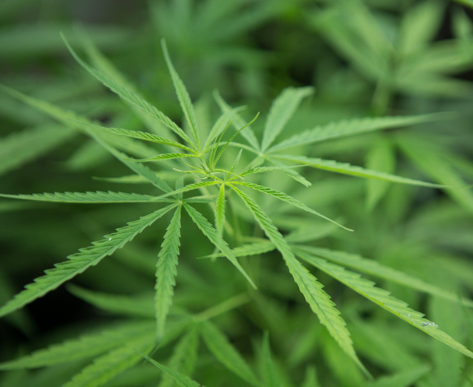 Marijuana Usage, Effects and its Impact among Teenagers: Lets discuss