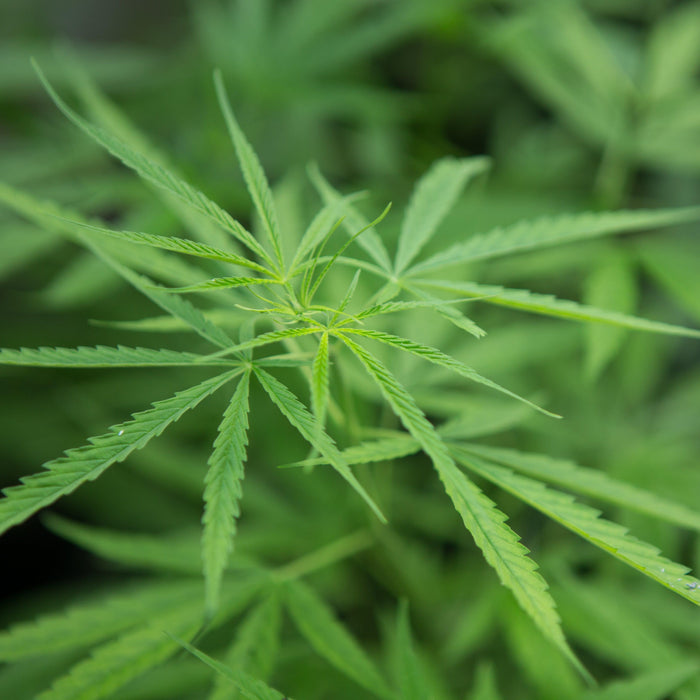 Marijuana Usage, Effects and its Impact among Teenagers: Lets discuss