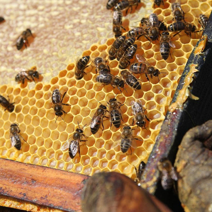 Resin, Dab, Wax, Concentrate Containers - What's the Difference?